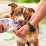 Drinking dog - Watering dog - Free for commercial use No attribution required - Credit Pixabay