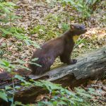 Pine Marten - Free for commercial use No attribution required - Credit Pixabay