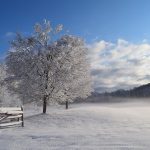 Snow scene - Free for commercial use - No attribution required - Credit Pixabay