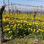 Dandelion vineyard - Dandelion wine - Dandelion cultivation - Free for commercial use - No attribution required - Credit Pixabay