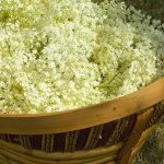 Elderflowers - Free for commercial use - No attribution required - Credit Pixabay