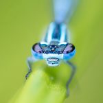 Azure Damselfly - Credit Matthew Gould