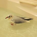 Black Headed Gull in the bath - Credit Secret World Wildlife Rescue