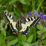 Dovetail butterfly - Papilio Machaon - Free for commercial use - No attribution required - Credit Pixabay