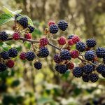 Bramble - Blackberry - Free for commercial use - No attribution required - Credit Pixabay