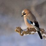 Jay bird in winter - Free for commercial use No attribution required - Credit Pixabay