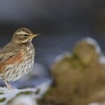Redwing Turdus iliacus, adult perched on snow covered ground - Credit RSPB