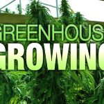 Cannabis plants - Credit Greenhouse Stores