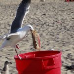 Seagull stealing from bin - Free for commercial use No attribution required - Credit Pixabay