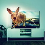 TV tele kangaroo - Free for commercial use No attribution required - Credit Pixabay