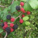 Blackberry bush - Free for commercial use No attribution required - Credit Pixabay