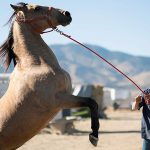 Matthias Schoenaerts in The Mustang - Copyright 2019 - Focus Features - Credit IMDB