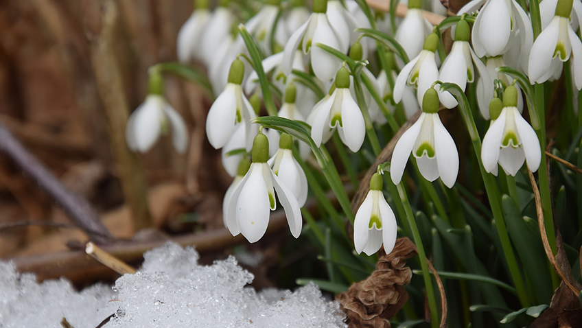 Snowdrops - Free for commercial use No attribution required - Credit Pixabay