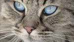 Children mystified by moggies…