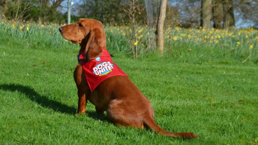 Hero dogs join forces to fundraise for Guide Dogs