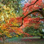 Enjoy a riot of colour this autumn