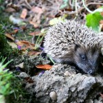 10 hedgehog-friendly gardening tips for the months ahead