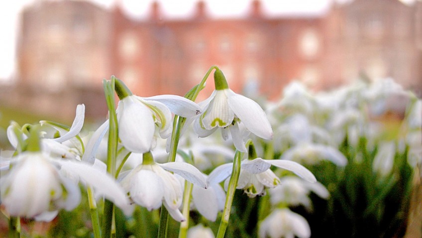 The best places to see Snowdrops in South East England