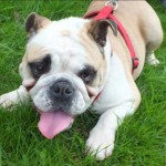 National Pet Month – April 1 – May 4 reveals exciting theme for 2015