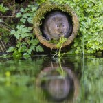 We need your help with the National Water Vole Monitoring Programme