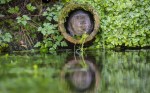We need your help with the National Water Vole Monitoring Programme
