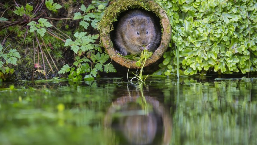 We need your help with the National Water Vole Monitoring Programme