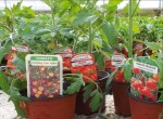 On your toes, get set, GROW (tomatoes)