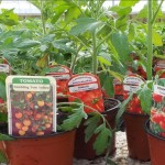On your toes, get set, GROW (tomatoes)