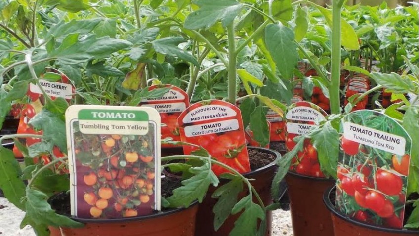 On your toes, get set, GROW (tomatoes)