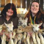 Ewe beauty – a record number of lambs born