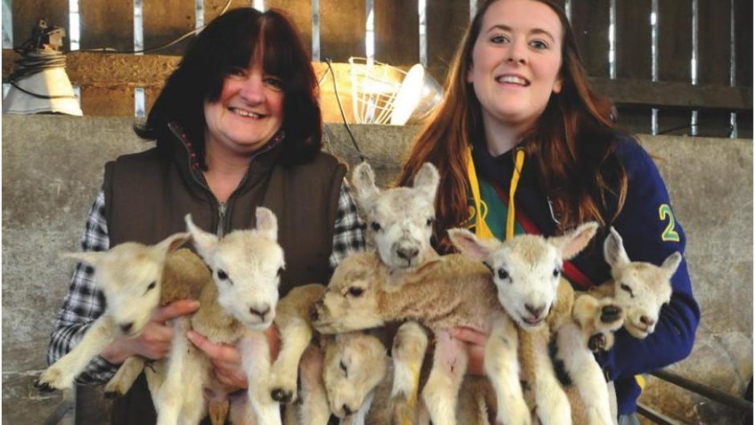 Ewe beauty – a record number of lambs born
