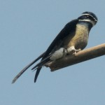 Step up for swifts before it is too late, says RSPB