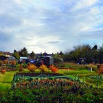 National Allotments Week – August 2015