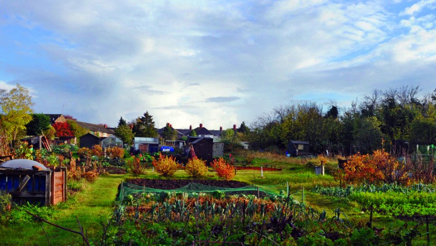 National Allotments Week – August 2015