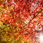 The ten best ways to enjoy autumn at Westonbirt
