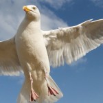 picture of a Seagull