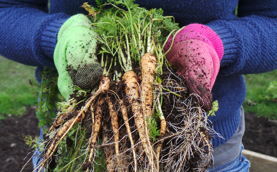 Carrot Harvest KB resize Mature Times