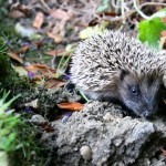 Hedgehog in garden credit Stephen Heliczer