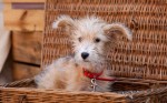 psychic pets credit http://www.digitalhub.media/wp-content/uploads/2015/10/RPY_DOG_PARTY_22-1024x683.jpg