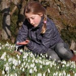 Roll out the white carpet, it’s snowdrop time