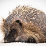 Derek the Hedgehog who has stress related alopecia and has lost most of his spines - Credit SWNS
