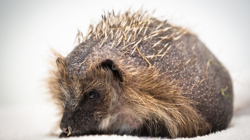 Hedgehog loses his spines because of stress-related alopecia