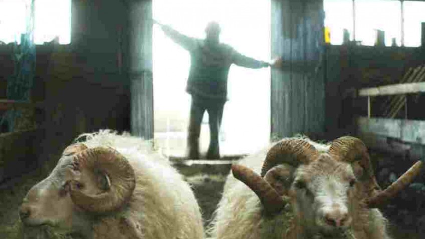Rams – a poignant and humorous tale of brotherly love Icelandic style