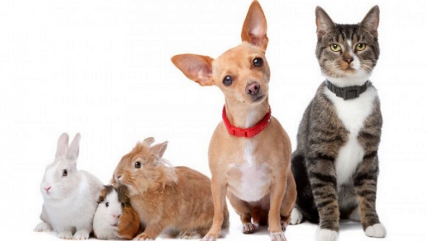 Is your pet insured?