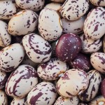 Borlotti beans pulses - Free for commercial use No attribution required - Credit Pixabay