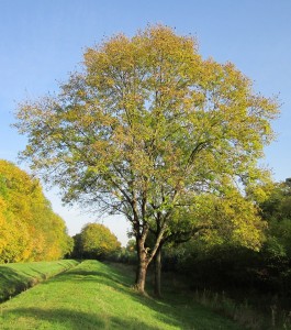 Ash tree - Fraxinus Excelsior - Free for commercial use No attribution required - Credit Pixabay