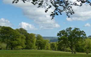 English forest - Free for commercial use No attribution required - Credit Pixabay