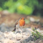 Robin