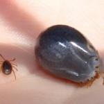 Be tick aware