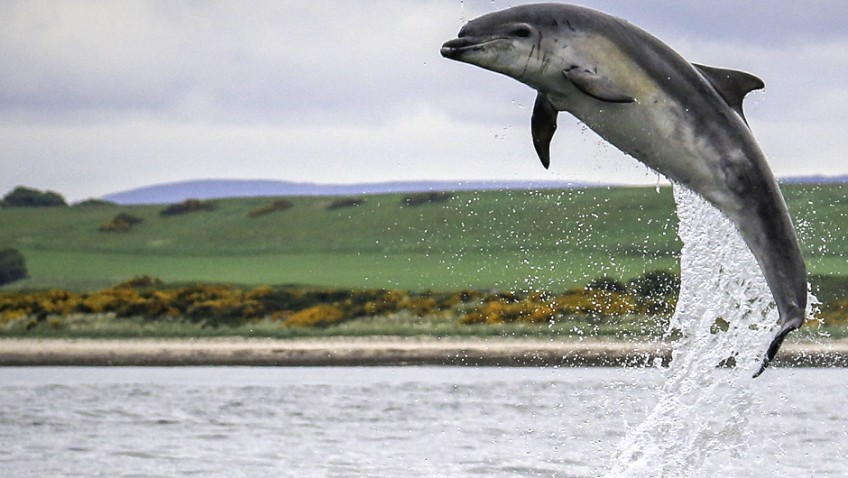 Whales & dolphins all around the UK now!